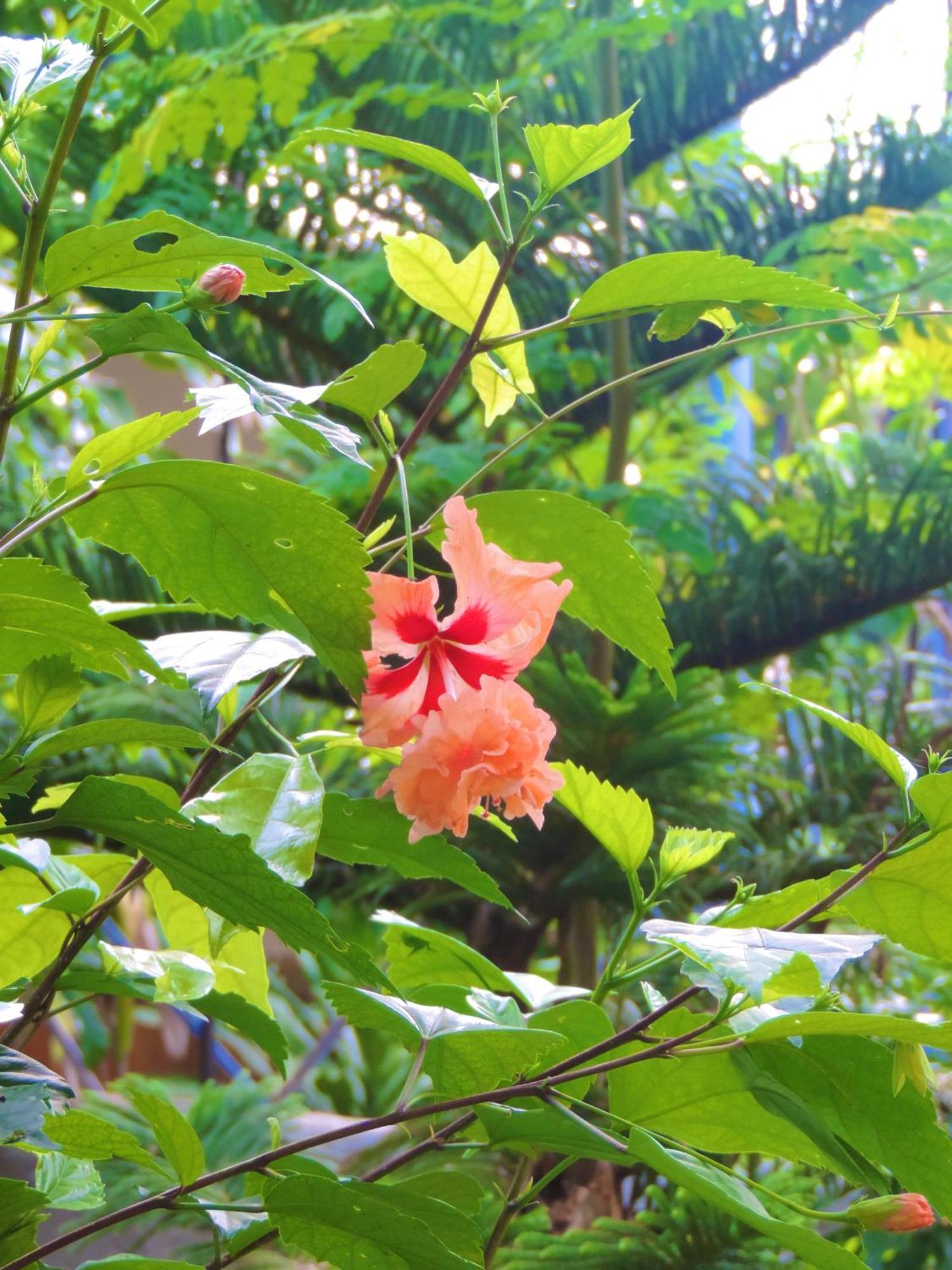 Chekesh Casa Hotel Siquijor Luaran gambar